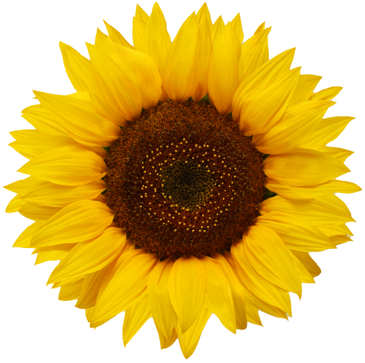 Image of Sunflower Logo